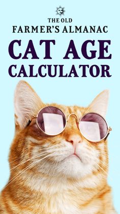 How old is your cat in human years? Consult our Cat Age Calculator which compares cat years to human years. Are you surprised at your cat’s “human” age? (A cat will never tell!) Cat Age Chart, Age Calculator, Cat Years, Cat Ages, Cat Room, Cat Tree, Cat Illustration