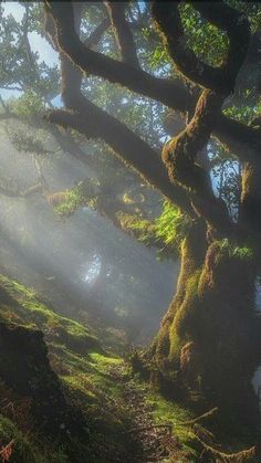 the sun shines through the foggy trees in this forest scene with moss growing on the ground