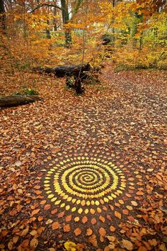 a circular pattern made out of leaves on the ground in front of trees and fallen leaves