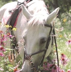 a white horse grazing in a field of flowers