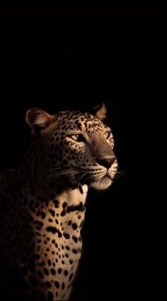 a close up of a cheetah in the dark with its head turned to the side