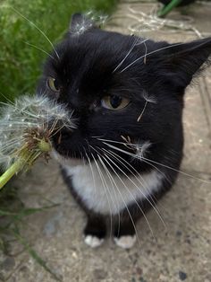 a black and white cat with dandelion in its mouth looking at the camera