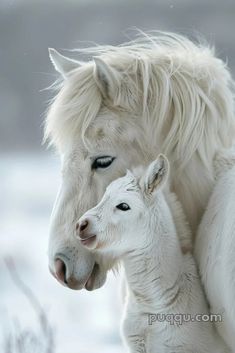 two white horses standing next to each other on a snow covered field and one is rubbing its face against the horse's head