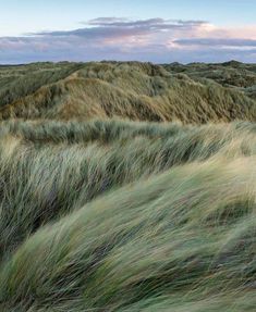 the grass is blowing in the wind on the sand dunes at sunset or sunrise time