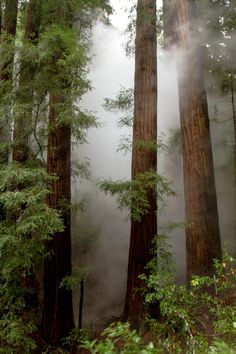 fog in the forest with tall trees