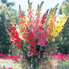 a vase filled with lots of colorful flowers