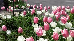 many pink and white tulips are growing in the flower bed by the street