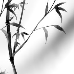 a black and white photo of a bamboo tree