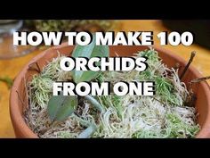 an image of how to make 100 orchids from one pot with text overlay