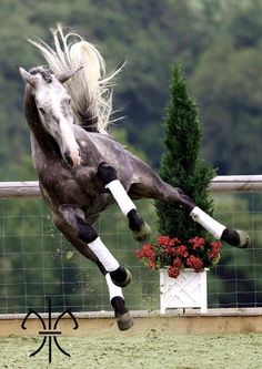 a horse is jumping in the air with it's front legs spread wide out