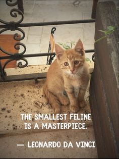 an orange cat sitting on the steps with a quote above it that says, the smallest feline is a masterpiece