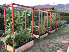 an outdoor garden with many different types of plants and vegetables growing in the planter boxes