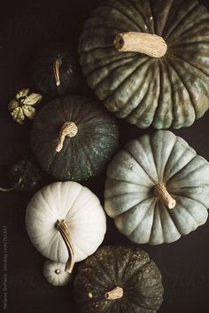 pumpkins and gourds arranged on a black background by julia radwell for stockstation