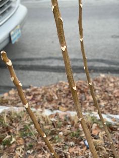 two bare trees in front of a car on the street with leaves all over them