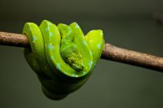 a green snake is curled up on a branch