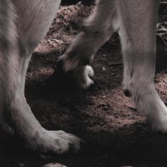 a close up of a horse's legs and feet with dirt on the ground
