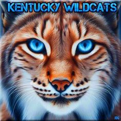 a close up of a cat with blue eyes and the words kentucky wildcats on it