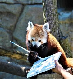 a red panda bear sitting on top of a tree next to a person holding an umbrella