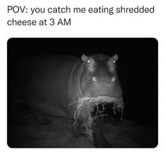 a hippopotamus standing at the fridge eating shredded cheese at 2 am text reads, standing at the fridge eating shredded cheese at 2 am