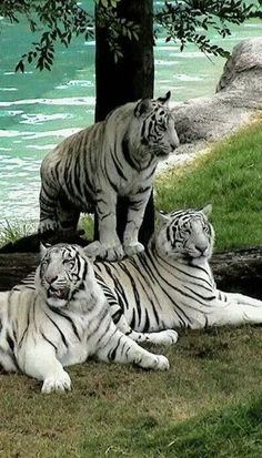 two white tiger cubs are sitting on top of one another in the grass near water