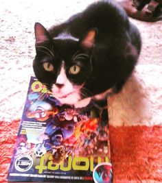 a black and white cat laying on the floor next to a book about joust