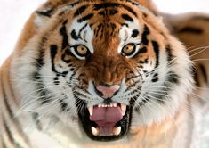 a close up of a tiger with its mouth open