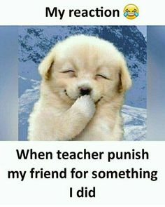 a white dog with its eyes closed and the caption reads, my reaction when teacher punch my friend for something i did