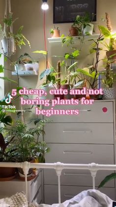 a bedroom with plants on the wall and a quote above it that reads, 5 cheap, cute and not boring plants for beginners