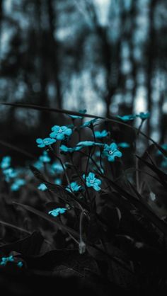 small blue flowers in the middle of a forest