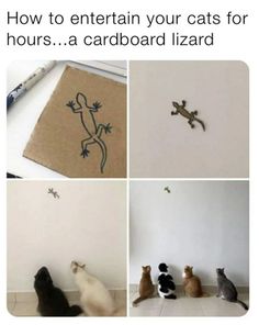 four different pictures with cats sitting on the floor and one has a lizard drawn on it