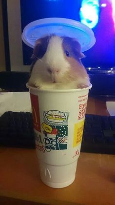 a guinea pig sitting in a cup with a lid on it's head and looking at the camera