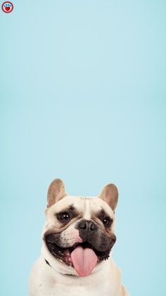 a dog with its tongue hanging out and looking at the camera on a blue background