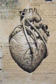 a drawing of a human heart on top of a piece of paper