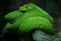 a green snake is curled up on a branch