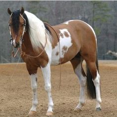 a brown and white horse standing on top of a dirt field