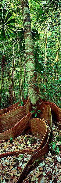 several canoes are lined up in the middle of a forest floored with leaves