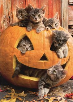 four kittens are sitting on top of a jack - o'- lantern pumpkin