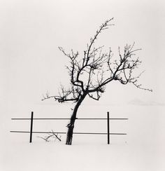 black and white photograph of a lone tree in the middle of winter, with two fences behind it