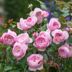 pink roses are blooming in the garden
