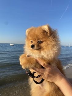 a person holding a small dog on the beach