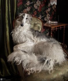 a dog laying on top of a chair next to a table