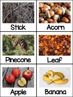 an image of fruits and vegetables that are labeled in the word stick, acorn, pinecone, leaf, leaf, apple, banana