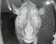 a black and white photo of a pig head