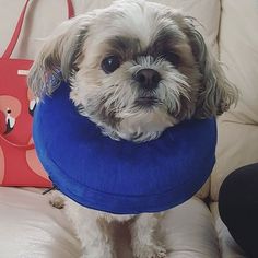 a dog sitting on a couch with a blue frisbee around its neck and head