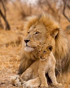 a lion and its cub sitting in the grass