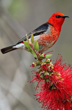 a small bird perched on top of a red flower