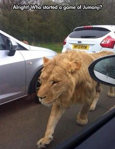 a lion walking on the side of a road next to parked cars with caption that reads, ogni volta la steosa storia