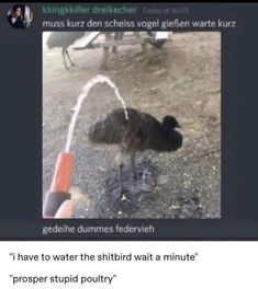 an ostrich drinking water out of a faucet
