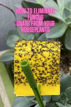 a close up of a plant with the words how to eliminate funguss from your houseplants