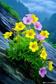 colorful flowers growing out of the side of a cliff